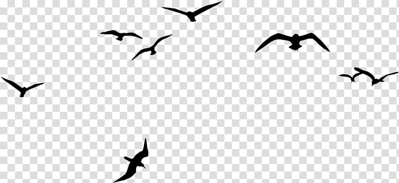 Eagle Bird, Bald Eagle, Flock, Goose, Bird Feeders, V Formation, Bird Migration, Crow transparent background PNG clipart