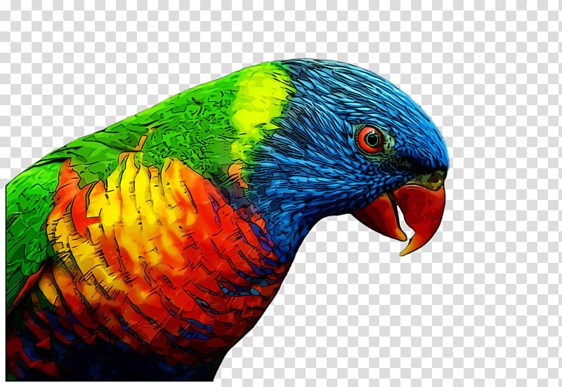 Bird Parrot, Macaw, Loriini, Parakeet, Feather, Beak, Fauna, Closeup transparent background PNG clipart