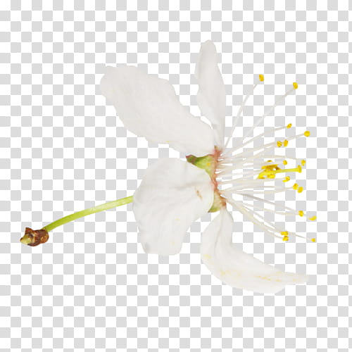 Cherry Blossom, Moth Orchids, Mallows, Stau150 Minvuncnr Ad, Plant Stem, Twig, Cherries, Flower transparent background PNG clipart