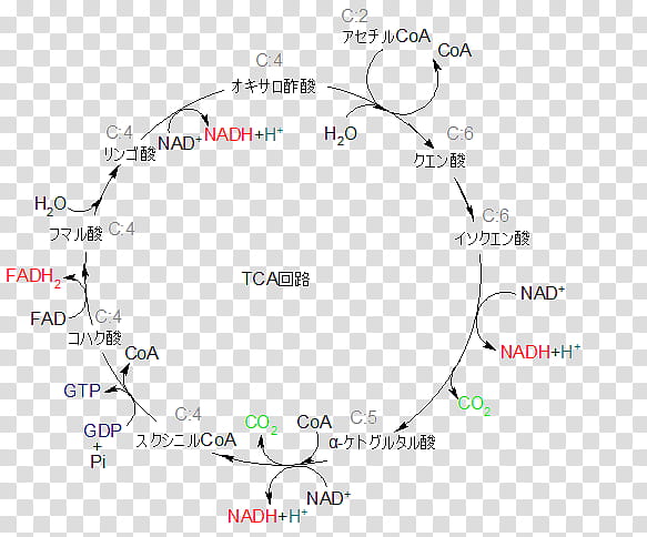 Map, Citric Acid Cycle, Nicotinamide Adenine Dinucleotide, Glycolysis, Gluconeogenesis, Adenosine Triphosphate, Carbohydrate Metabolism, Pyruvic Acid, Oxaloacetic Acid transparent background PNG clipart