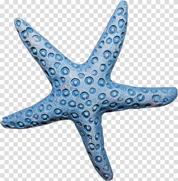 Blue Star, Starfish, Blue Sea Star, Animal, Seashell transparent background PNG clipart