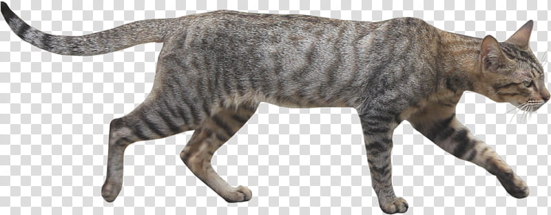 Wildcat, gray tabby cat transparent background PNG clipart