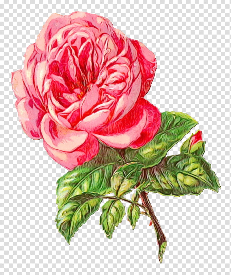 Watercolor Pink Flowers, Rose, Floral Design, Garden Roses, Plant, Rose Family, Hybrid Tea Rose, Petal transparent background PNG clipart