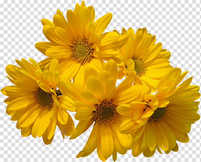 Yellow Flowers, yellow cluster-petaled flowers transparent background PNG clipart