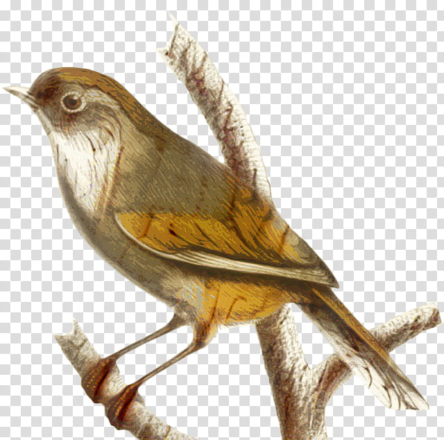 Mockingbird Drawing, Finches, Common Nightingale, Sparrow, Beak, House Sparrow, Woodpecker, American Sparrows transparent background PNG clipart