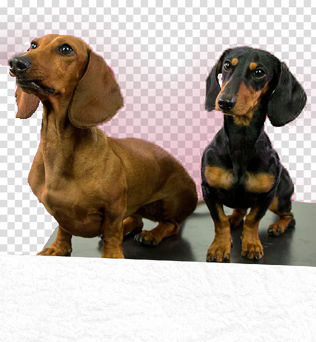 LOS POLINESIOS ANDREADESINGS, brown and black dachshund dogs transparent background PNG clipart