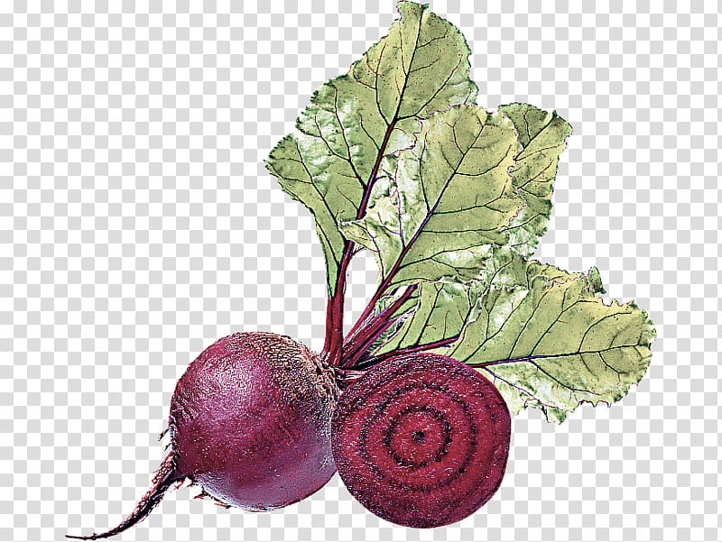 beetroot turnip beet radish leaf, Plant, Flower, Vegetable, Rutabaga, Food transparent background PNG clipart