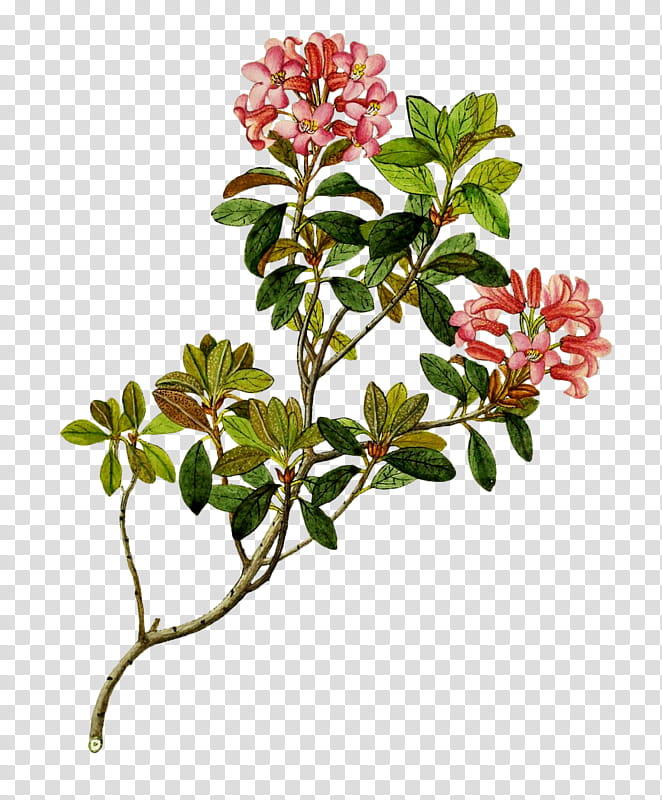 Magnolia Tree, Flower, Shrub, Rhododendron Ferrugineum, Plant Stem, Branch, Subshrub, Flowerpot transparent background PNG clipart