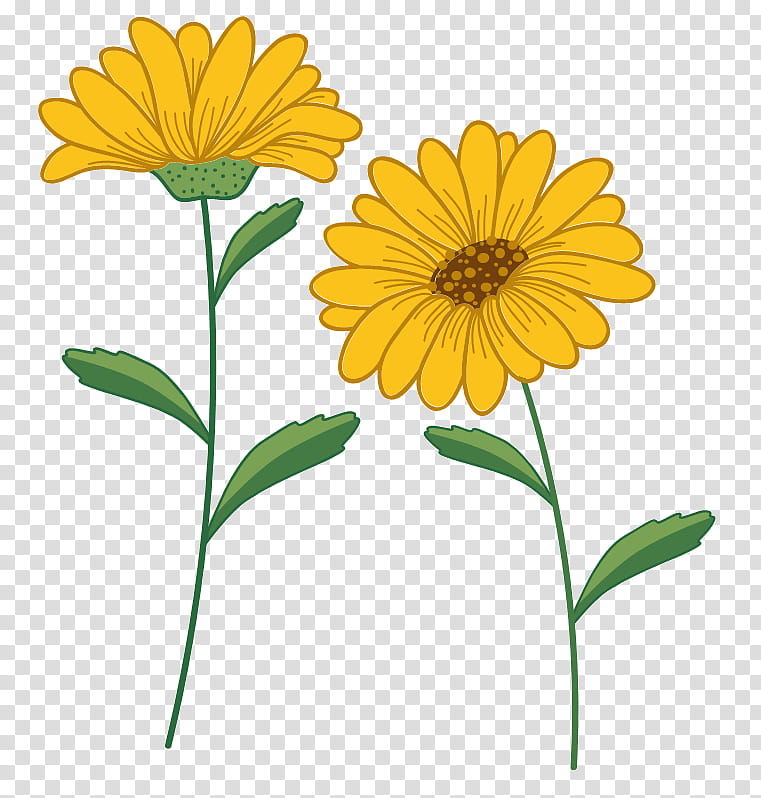 Flowers, Microsoft PowerPoint, Creative Work, Diplom Ishi, Graduation Ceremony, Yellow, Daisy, Sunflower transparent background PNG clipart