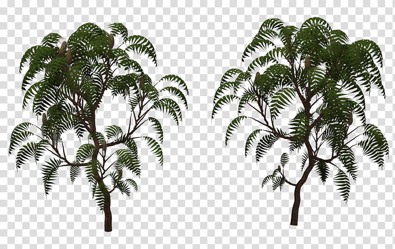 Sumac Tree , two green-leafed plants transparent background PNG clipart