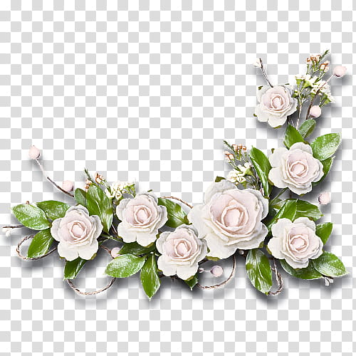 Rose, White, Flower, Cut Flowers, Pink, Plant, Rose Family, Bouquet transparent background PNG clipart