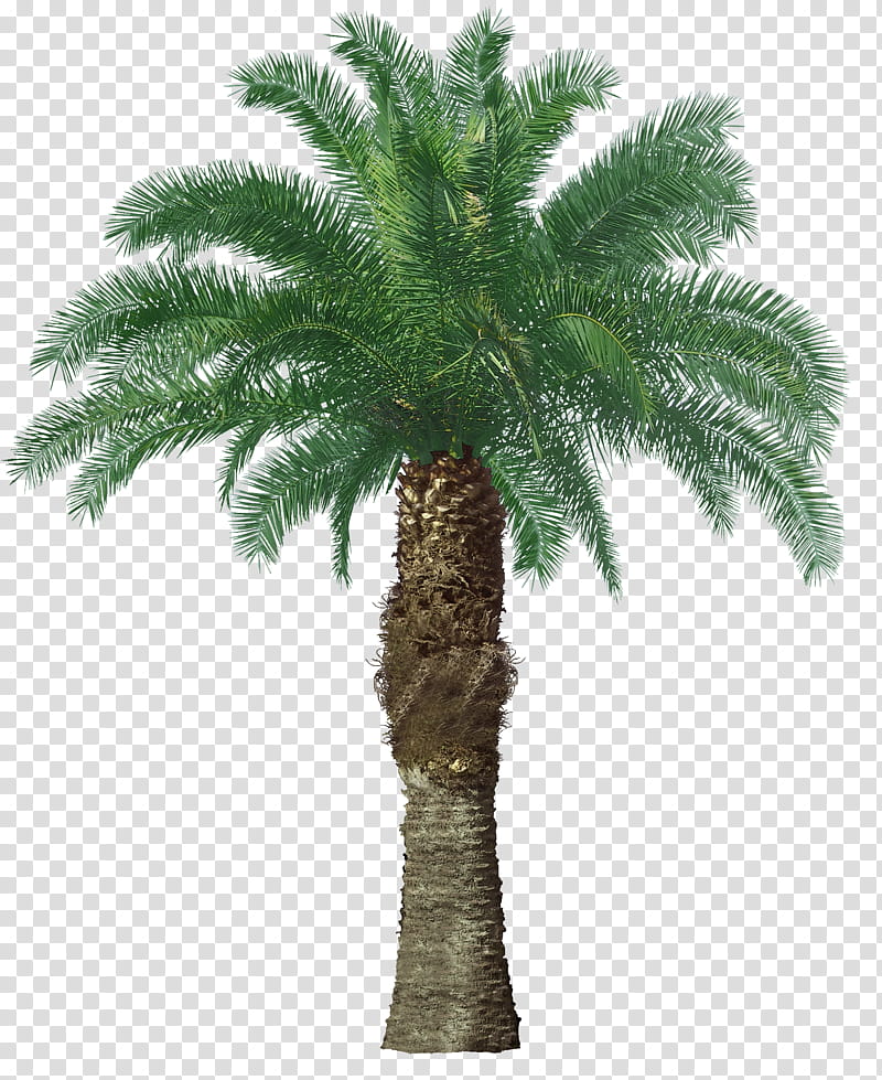 Palm Oil Tree, Palm Trees, Fruit Tree, Date Palm, Plants, Blended Oil, Trunk, Oleic Acid transparent background PNG clipart