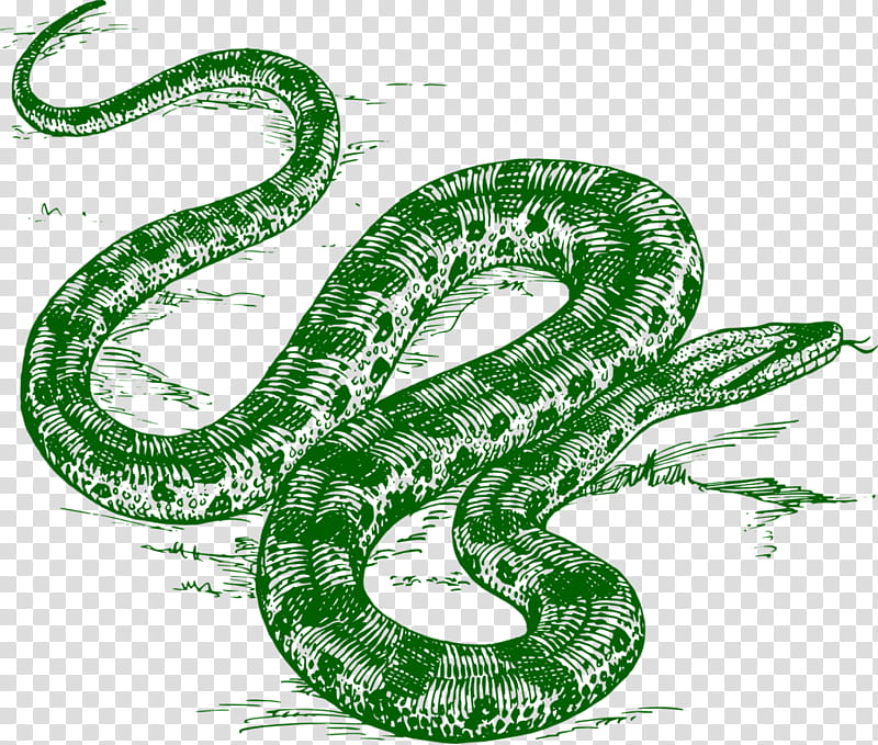 Snake, Snakes, Green Anaconda, Reptile, Vipers, Drawing, Giant Anaconda, Coloring Book transparent background PNG clipart
