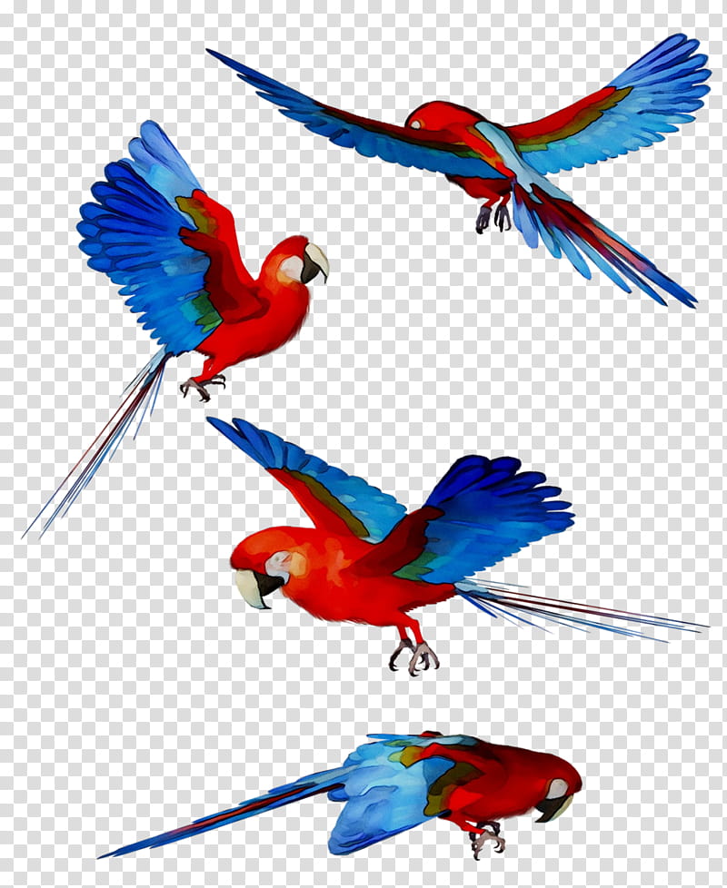 Bird Parrot, Macaw, Feather, Parakeet, Beak, Wing, Pet, Bird Supply transparent background PNG clipart