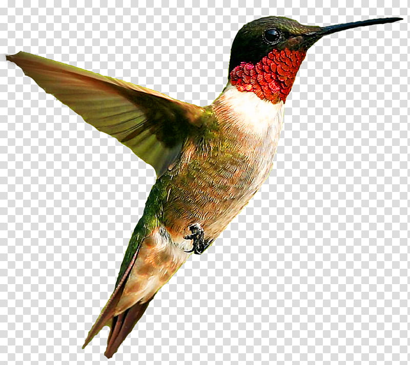 Hummingbird, Beak, Rufous Hummingbird, Rubythroated Hummingbird transparent background PNG clipart