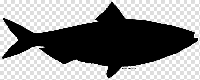Shark Fin, Tuna Casserole, Silhouette, Tuna Salad, Fish, Drawing, Black, Cartoon transparent background PNG clipart