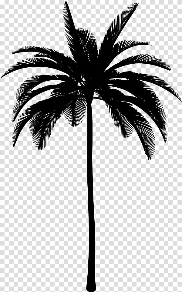 Palm tree, Black, Arecales, Blackandwhite, Plant, Woody Plant, Leaf transparent background PNG clipart