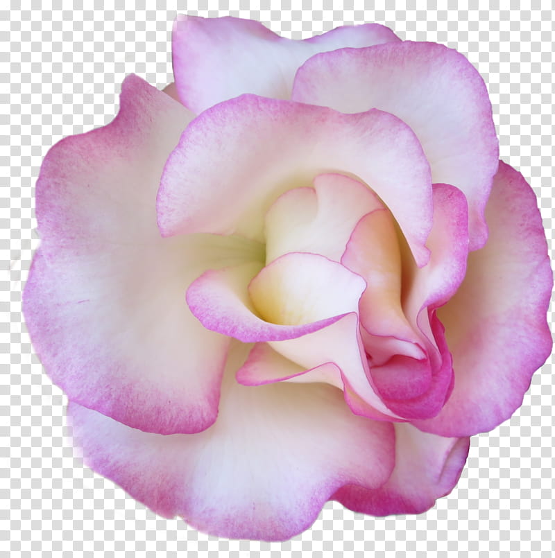 Pink Rose Set, pink and white petaled flower transparent background PNG clipart