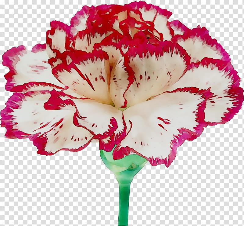Pink Flowers, Carnation, Geraniaceae, Cut Flowers, Moth Orchids, Pink M, Herbaceous Plant, Plants transparent background PNG clipart