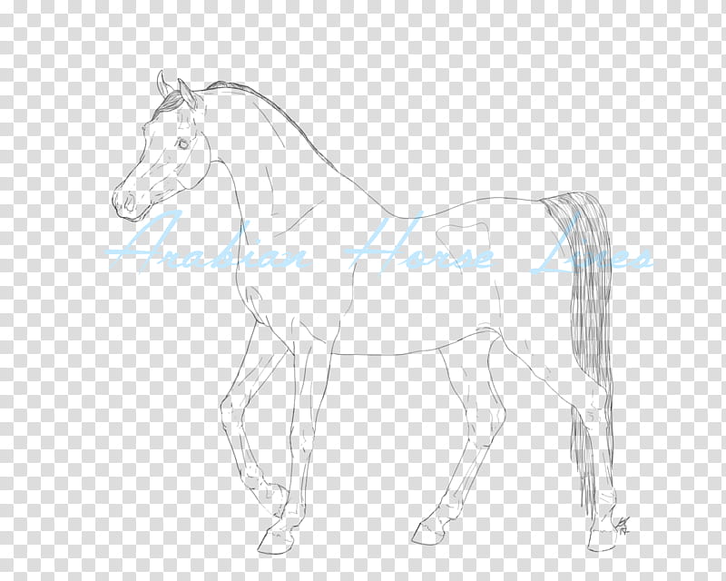 Breeds Arabian Horse Lineart, black horse illustration transparent background PNG clipart