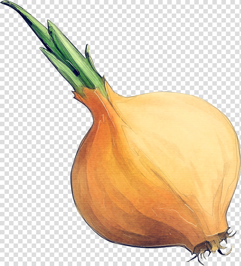 yellow onion onion vegetable shallot plant, Allium, Food, Pearl Onion, Natural Foods transparent background PNG clipart