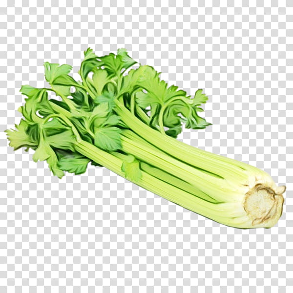 vegetable food celery plant leaf vegetable, Watercolor, Paint, Wet Ink, Celtuce, Flower transparent background PNG clipart