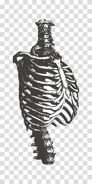 , rib cage illustration transparent background PNG clipart