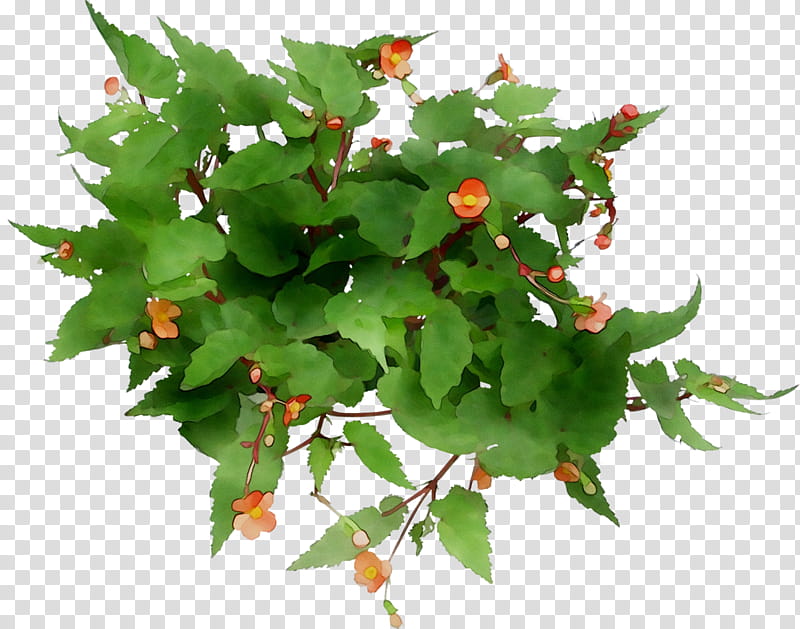 Holly Leaf, M 0d, Tree, Flower, Plant, Plane, Houseplant, Perennial Plant transparent background PNG clipart