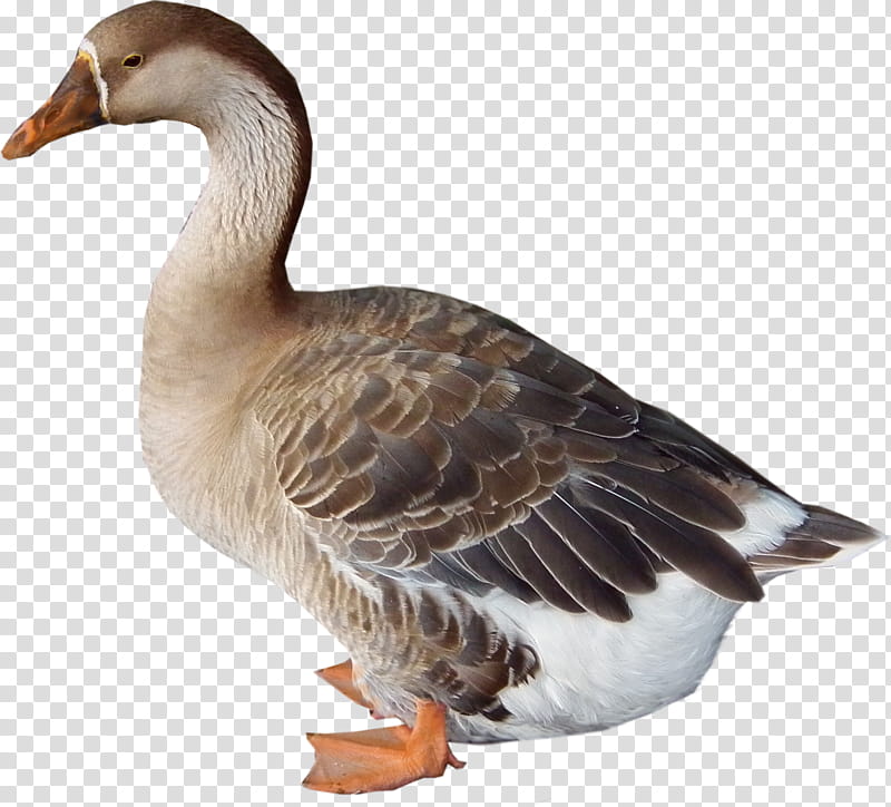 ducks geese, Canada goose transparent background PNG clipart