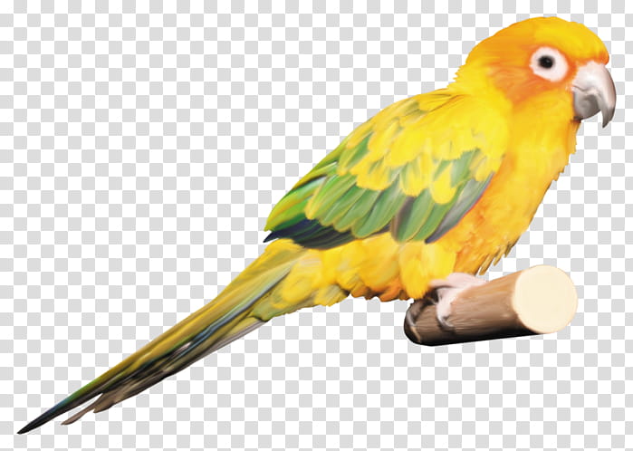 Grey, Budgerigar, Lovebird, Parrot, Macaw, Beak, Parakeet, Amazon Parrot transparent background PNG clipart