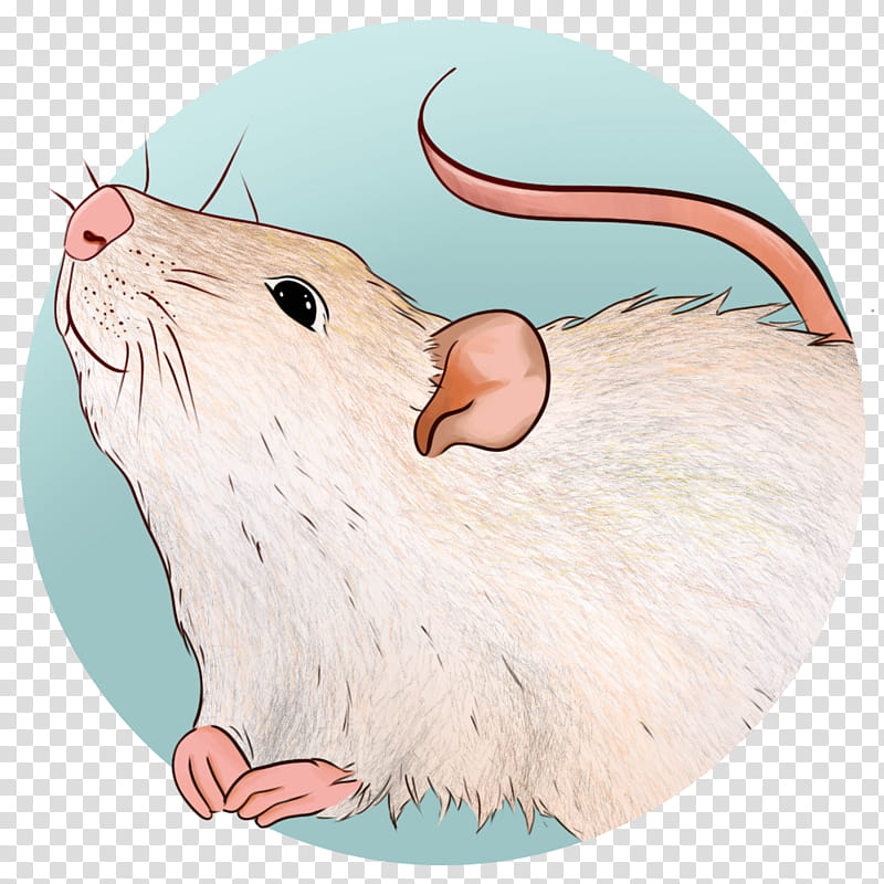 Beaver, Rat, Gerbil, Whiskers, Computer Mouse, Cartoon, Muridae, Muroidea transparent background PNG clipart