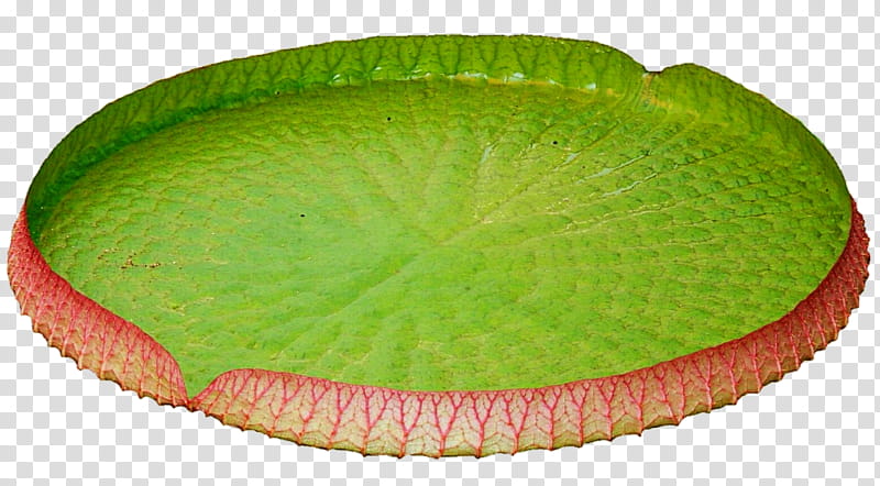 Lily Pad transparent background PNG clipart