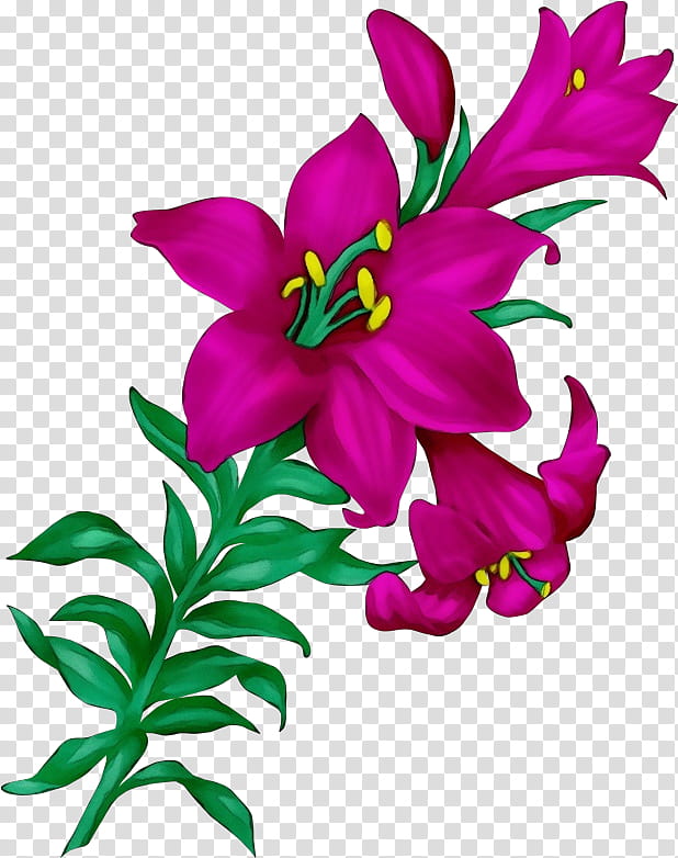 flower flowering plant petal plant pink, Watercolor, Paint, Wet Ink, Purple, Lily, Violet, Stargazer Lily transparent background PNG clipart