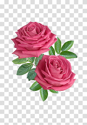 two pink roses transparent background PNG clipart