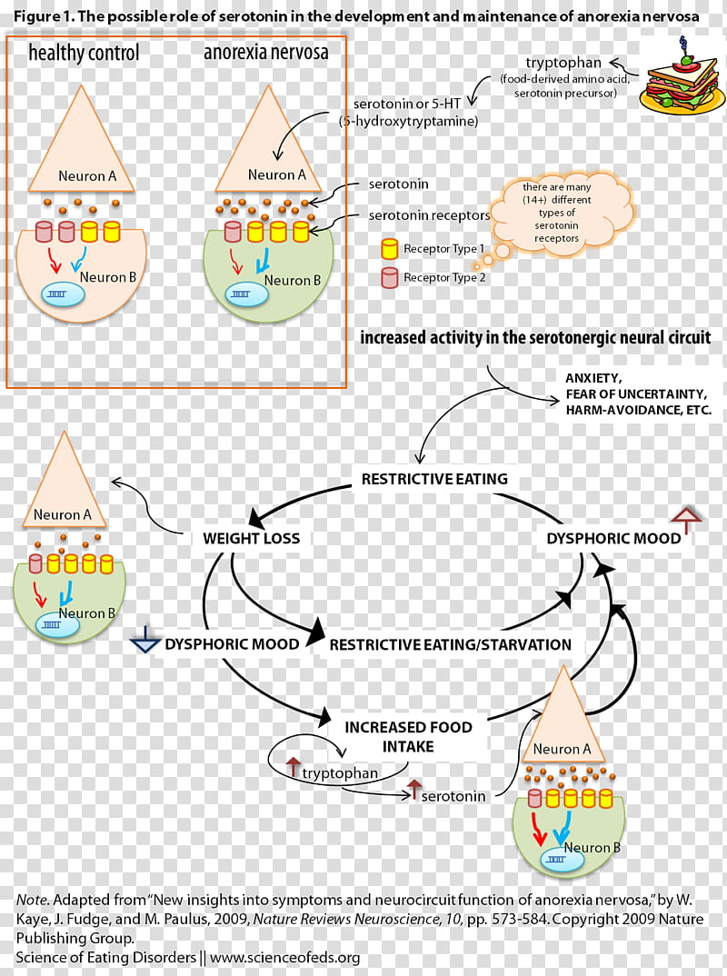 Medicine, Anorexia Nervosa, Serotonin, Eating Disorder, Disease, Chemical Imbalance, Bulimia Nervosa, Complication transparent background PNG clipart