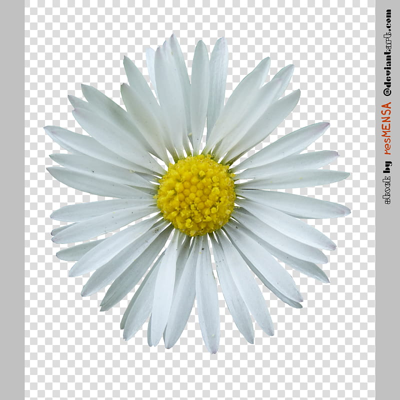 Daisy , white daisy flowwer transparent background PNG clipart