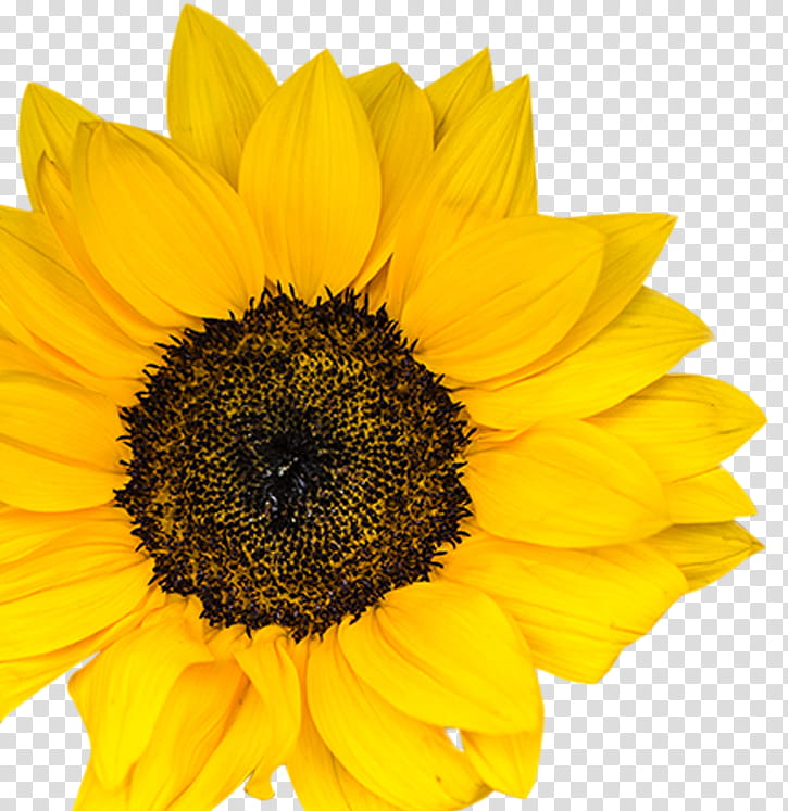 Sunflower, Los Angeles, Yellow, Petal, Plant, Sunflower Seed, Pollen, Asterales transparent background PNG clipart