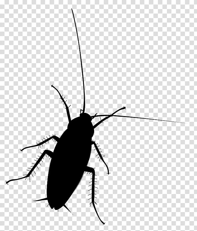 Cockroach, Beetle, Membrane, Insect, Pest, Blister Beetles, Ground Beetle transparent background PNG clipart