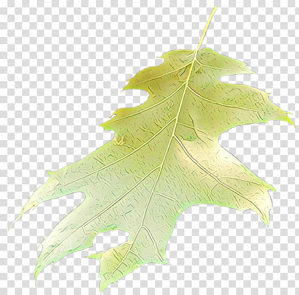 Family Tree, Leaf, Black Maple, Plant, Black Oak, Plane, Woody Plant, Maple Leaf transparent background PNG clipart