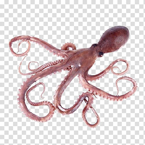 Octopus, Seafood, Common Octopus, Tentacle, Fish transparent background PNG  clipart