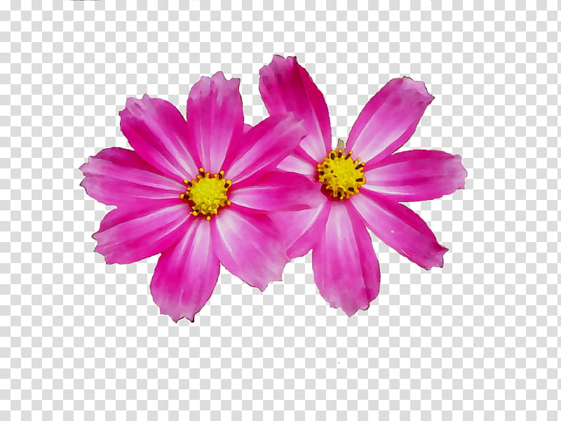 Pink Flower, Garden Cosmos, Desktop Environment, Tablet Computers, Computer Monitors, Mobile Phones, Petal, Widescreen transparent background PNG clipart