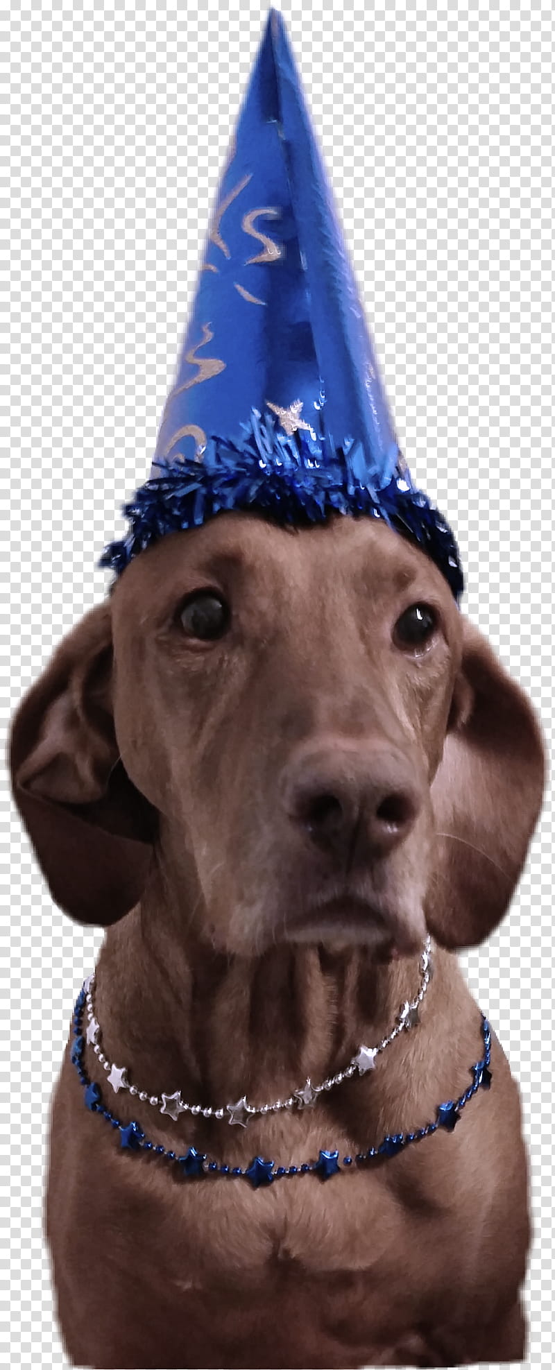 Party hat, Dog, Vizsla, Weimaraner, Sporting Group, Snout, Pointing Breed, Dog Collar transparent background PNG clipart