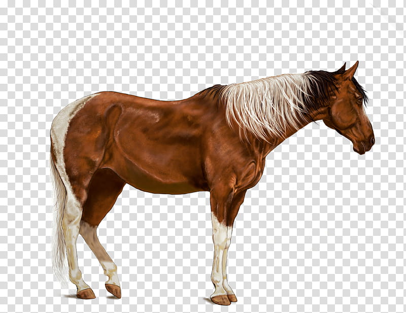 Donkey, American Paint Horse, Pony, Rearing, Mule, Wild Horse, Digital Art, Horses In Art transparent background PNG clipart