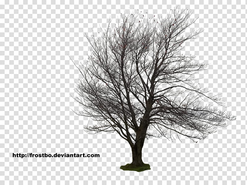 Tree  , green and brown tree art transparent background PNG clipart