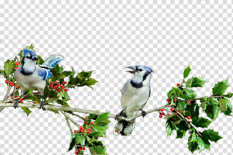 Blue Jays transparent background PNG clipart