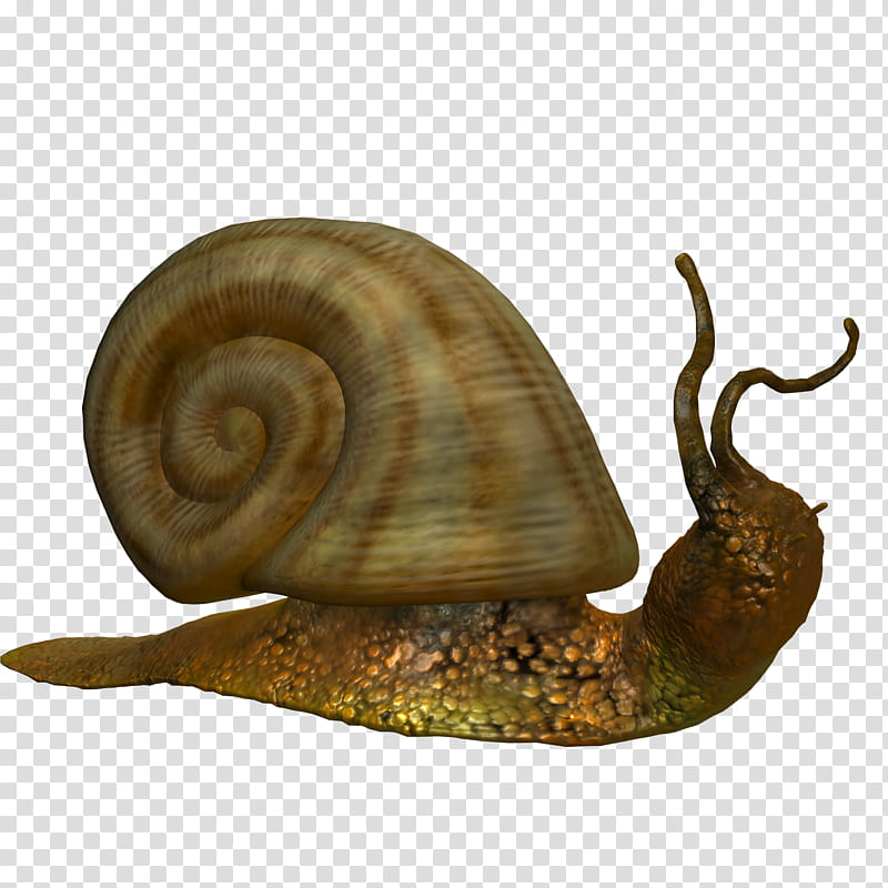 Snail , brown snail transparent background PNG clipart