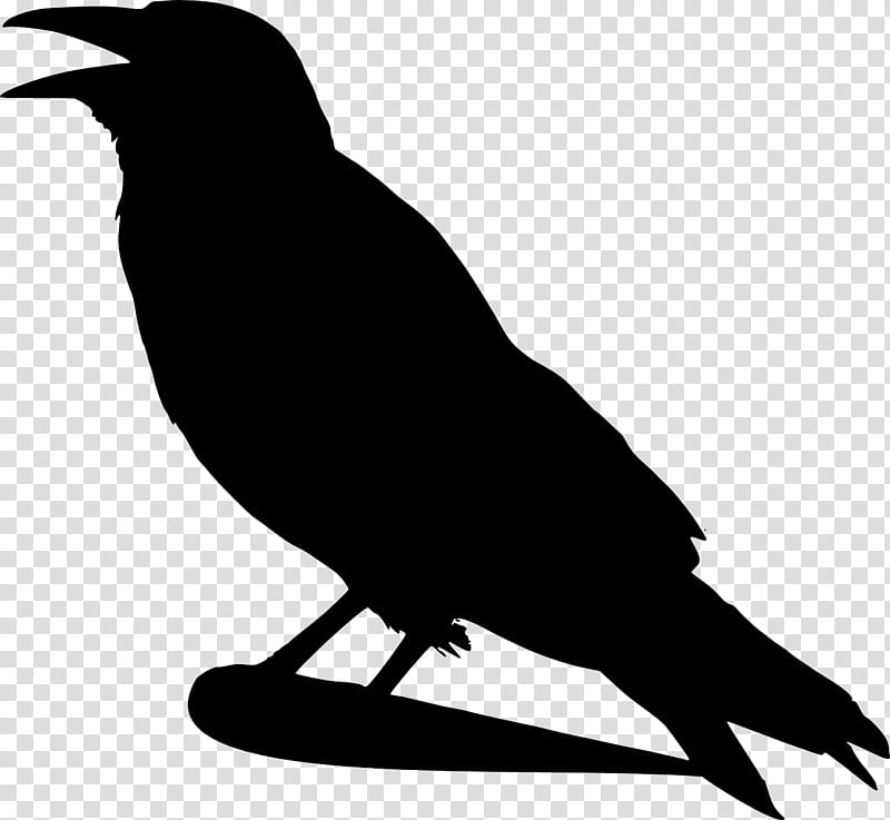 Bird Silhouette, Crow, Crows, Raven, Drawing, Beak, New Caledonian Crow, Crowlike Bird transparent background PNG clipart