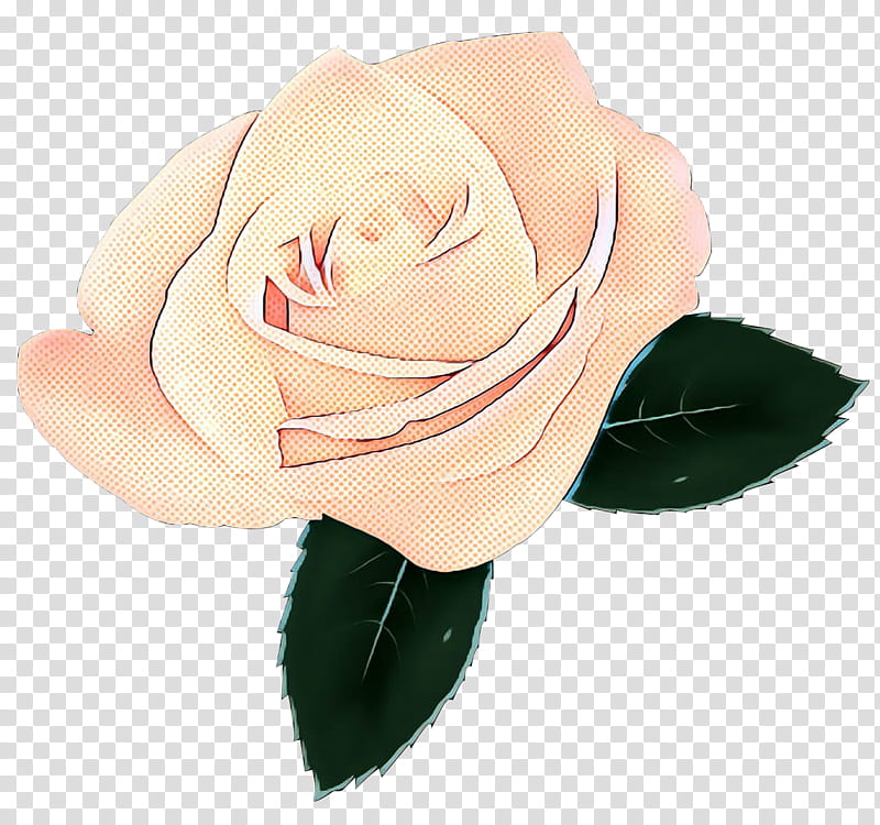 Pink Flower, Garden Roses, Cabbage Rose, Cut Flowers, Petal, Pink M, Hybrid Tea Rose, Rose Family transparent background PNG clipart