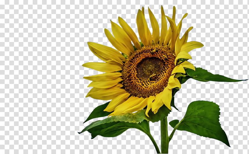 Flowers, Sunflower, Flora, Bloom, Common Sunflower, Pollen, Sunflower Seed, Annual Plant transparent background PNG clipart