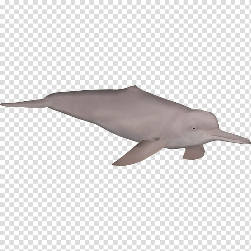 Whale, River Dolphin, Amazon River, Amazon River Dolphin, Roughtoothed Dolphin, Boto, Cetaceans, Araguaian River Dolphin transparent background PNG clipart